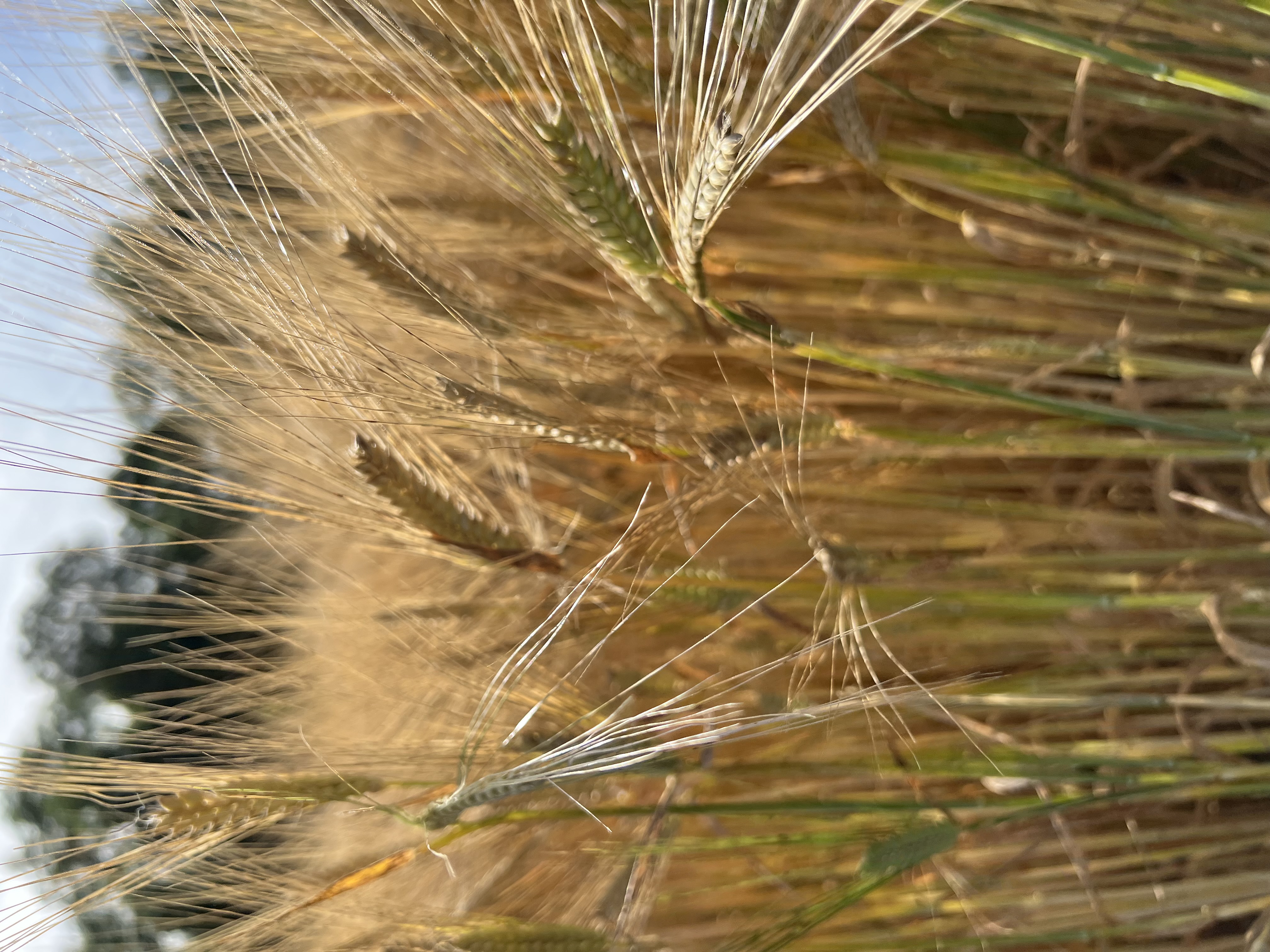 Sommerliches Getreidefeld in warmem Licht
